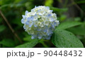 アジサイ 90448432