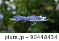アジサイ 90448434