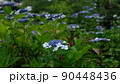 アジサイ 90448436