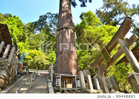 天狗伝説のある霊峰鞍馬山の由枝神社の御神木「大杉さん」 90448865