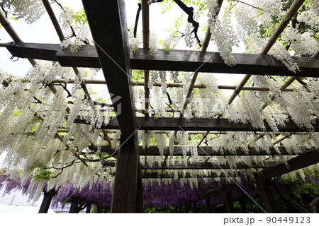 鳥羽の藤　シロバナフジ 90449123