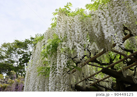 鳥羽の藤　シロバナフジ 90449125