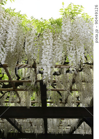 鳥羽の藤　シロバナフジ 90449126