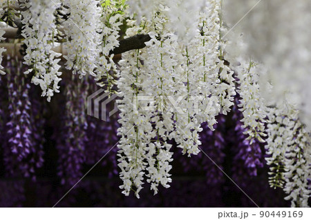 鳥羽の藤　シロバナフジ 90449169