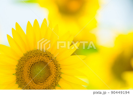 満開のヒマワリ・夏イメージ 90449194
