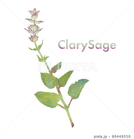 クラリセージ・水彩風イラスト・芳香植物・精油＆アロマ 90449350