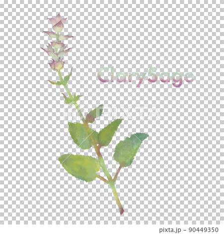クラリセージ・水彩風イラスト・芳香植物・精油＆アロマ 90449350