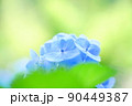 アジサイの花 90449387
