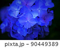 アジサイの花 90449389