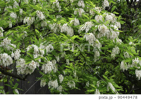 鳥羽の藤　ヤマフジ（カピタン） 90449478