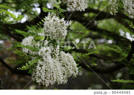 鳥羽の藤　ヤマフジ（カピタン） 90449485