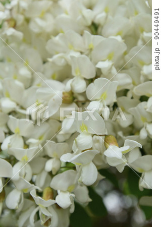 鳥羽の藤　ヤマフジ（カピタン） 90449491