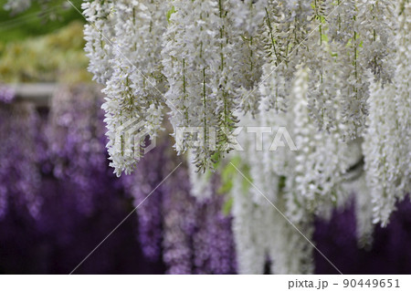 鳥羽の藤　シロバナフジとノダフジ 90449651
