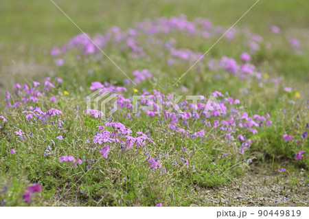 鳥羽の芝桜 90449819