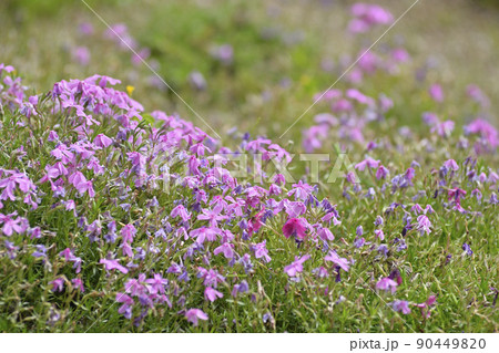 鳥羽の芝桜 90449820