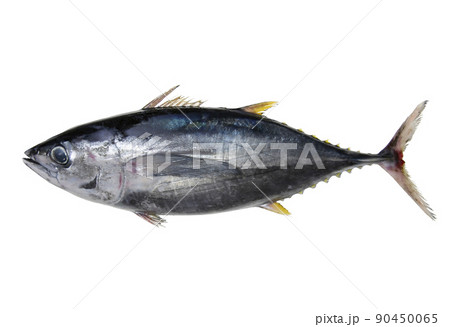クロマグロ(本マグロ・ヨコワ)の魚体(切り抜き白背景画像) クロマグロ(本マグロ・ヨコワ)の魚体(切り抜き白背景画像) 90450065