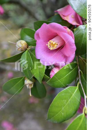 修学院離宮 日本庭園 椿の花 修学院離宮 日本庭園 椿の花 90450376