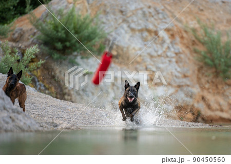 Belgian shepherd chasing his toy in the water Belgian shepherd chasing his toy in the water 90450560