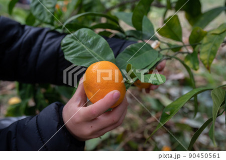Harvesting ripe mandarin Harvesting ripe mandarin 90450561
