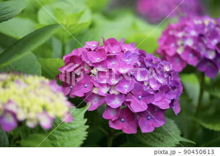 美しいピンク色の紫陽花の季節　梅雨　花びら　雨 90450613