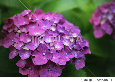 美しいピンク色の紫陽花の季節　梅雨　花びら　雨 90450614