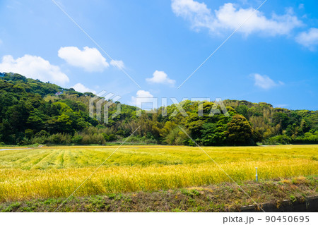福岡県糸島市の小麦畑の風景 福岡県糸島市の小麦畑の風景 90450695