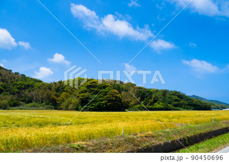 福岡県糸島市の小麦畑の風景 90450696