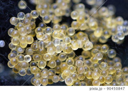 黒い繊維でできた人工産卵床に産み付けられた観賞用メダカの大量の魚卵をマクロ接写撮影。 黒い繊維でできた人工産卵床に産み付けられた観賞用メダカの大量の魚卵をマクロ接写撮影。 90450847