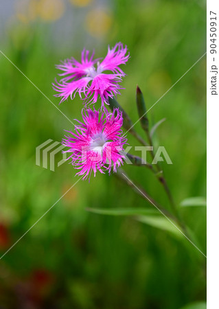 カワラナデシコの花 90450917