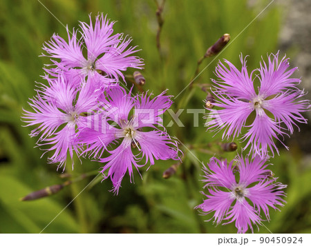カワラナデシコの花 カワラナデシコの花 90450924