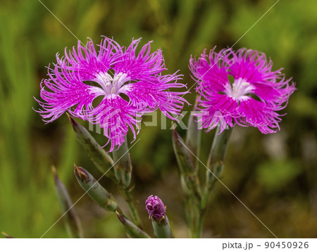 カワラナデシコの花 カワラナデシコの花 90450926