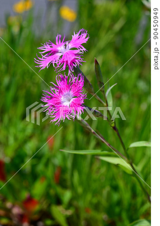 カワラナデシコの花 カワラナデシコの花 90450949