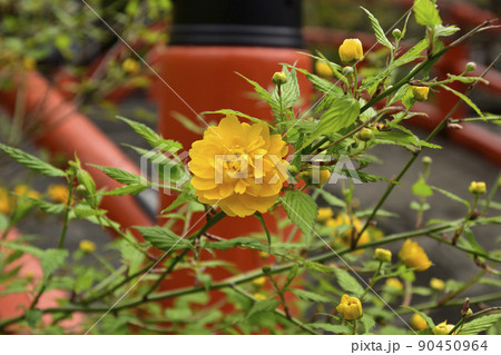 下鴨神社　山吹 90450964