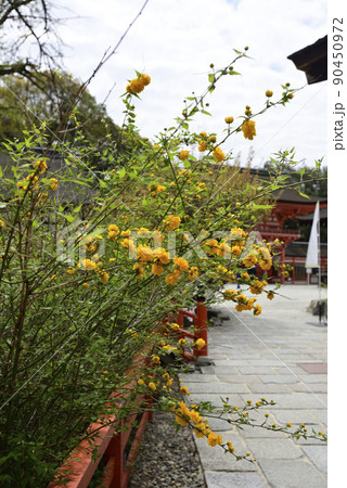 下鴨神社　山吹 90450972
