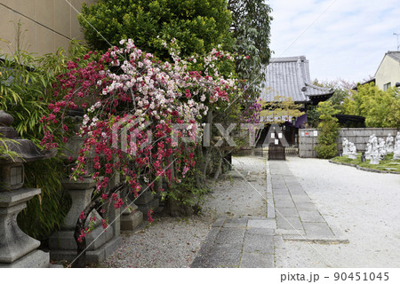 閑臥庵 源平枝垂れ桃(花桃) 閑臥庵 源平枝垂れ桃(花桃) 90451045