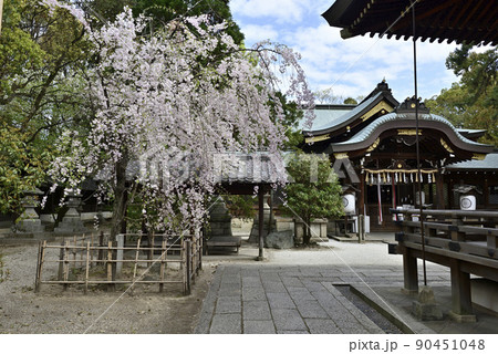 上御靈神社(御靈神社)紅枝垂れ糸桜 上御靈神社(御靈神社)紅枝垂れ糸桜 90451048