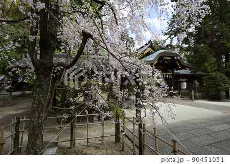 上御靈神社（御靈神社）紅枝垂れ糸桜 90451051