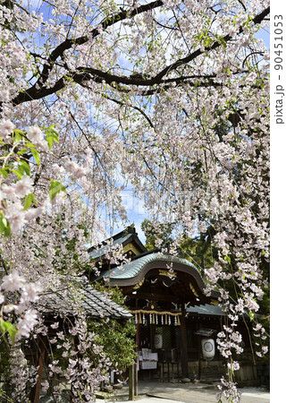 上御靈神社(御靈神社)紅枝垂れ糸桜 上御靈神社(御靈神社)紅枝垂れ糸桜 90451053