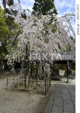 上御靈神社（御靈神社）紅枝垂れ糸桜 90451057