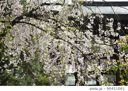 上御靈神社（御靈神社）紅枝垂れ糸桜 90451061