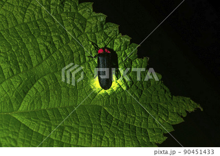 蛍のアップ 90451433