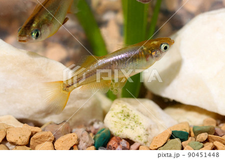 明るいアクアリウム水槽内を泳ぐ抱卵した日本産の観賞用メダカの姿。 90451448