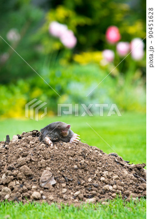 Mole animal - Talpa Europaea, causing damage as a pest in the garden with its mole hills and underground tunnels Mole animal - Talpa Europaea, causing damage as a pest in the garden with its mole hills and underground tunnels 90451628