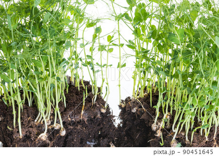 Pea sprouts taken from container with soil and roots, healthy eating home gardening concept Pea sprouts taken from container with soil and roots, healthy eating home gardening concept 90451645