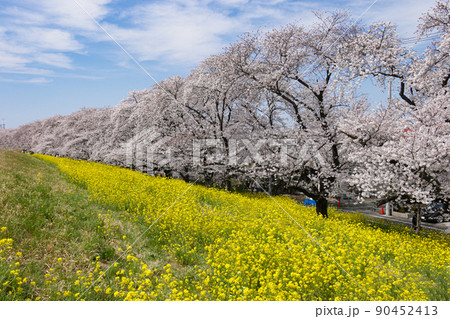 日本の春　桜と菜の花満開の熊谷桜堤　熊谷市　日本 90452413
