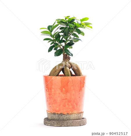 観葉植物、キジムナーが宿るガジュマルの鉢植え【白背景】 観葉植物、キジムナーが宿るガジュマルの鉢植え【白背景】 90452517