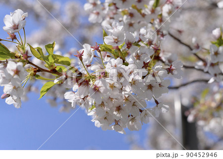 北海道の桜 北海道の桜 90452946