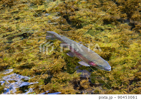 山梨県忍野八海のニジマス　学名：Oncorhynchus mykiss 90453061