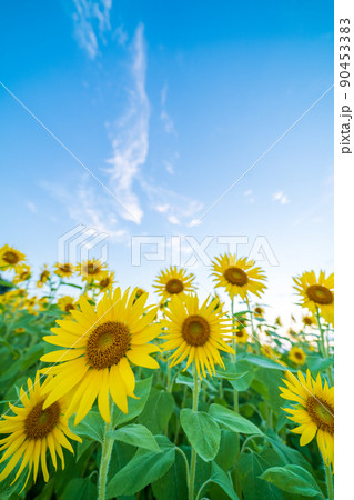群生する向日葵 群生する向日葵 90453383
