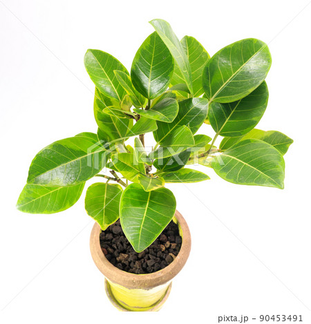 観葉植物、フィカス・ウィルデマニアーナの葉【白背景】 90453491